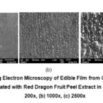 Figure 4: Scanning Electron Microscopy of Edible Film from Catfish Bone Gelatin that Incorporated with Red Dragon Fruit Peel Extract in Liquid Form. 