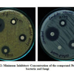 Figure 2: Minimum Inhibitory Concentration of the compound 3b against  bacteria and fungi
