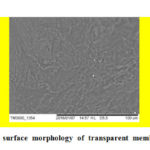 Figure 1: SEM images of surface morphology of transparent membrane of alginate-chitosan.