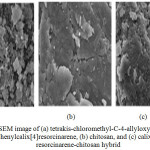 Figure 4: SEM image of (a) tetrakis-chloromethyl-C-4-allyloxy -3-methoxy phenylcalix[4]resorcinarene, (b) chitosan, and (c) calix[4] resorcinarene-chitosan hybrid