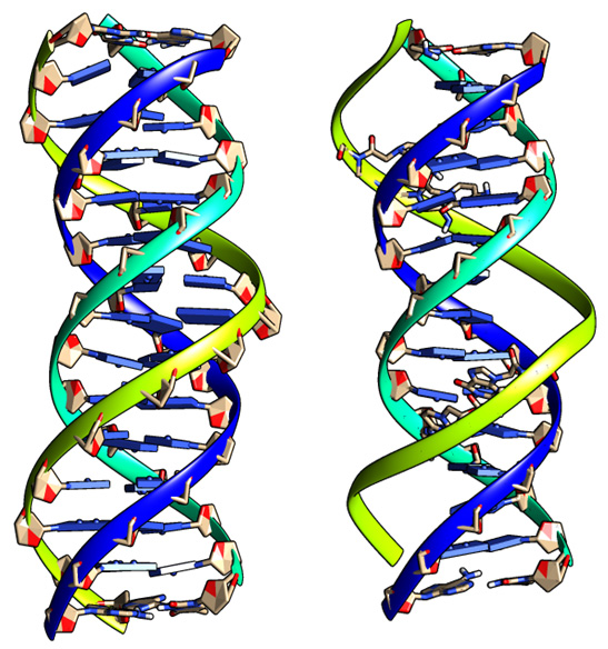 Recombinant Triplex formed by PNA-TFO: A Molecular Dynamics Simulation ...