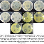 Antibacterial Activity of Pseudoelephantopus spicatus (Juss) Rohr ...